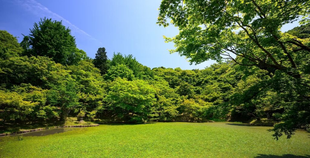 Landscaping Denver residential yard design with lush green lawn and custom garden layout