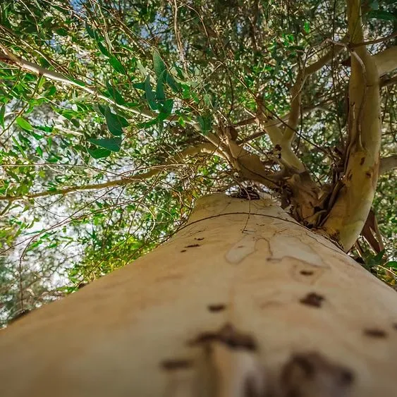 Professional landscaping services in Denver with trimmed lawn, plants, and irrigation system