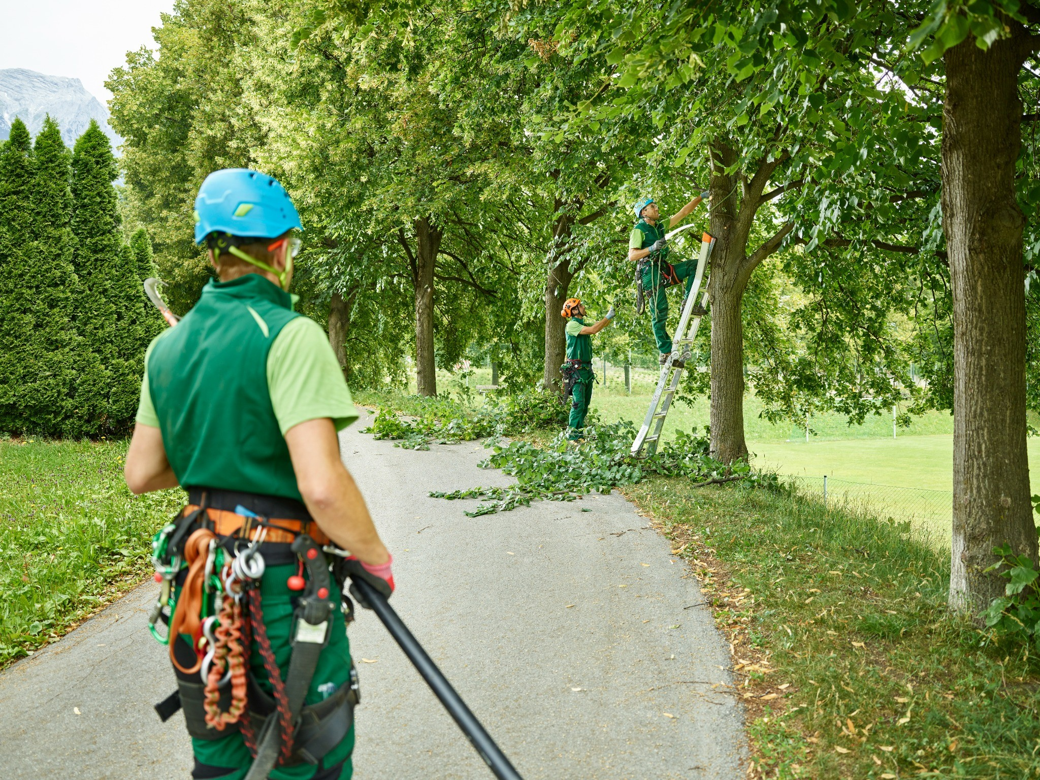 Tree Trimming Colorado service enhancing curb appeal and maintaining healthy trees for homeowners