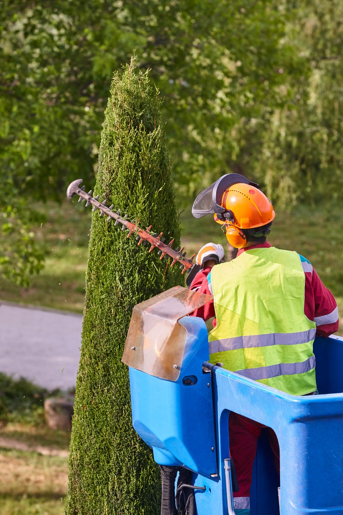 AAA Landscaping arborist performing Tree Services Denver including tree pruning and trimming in residential yard